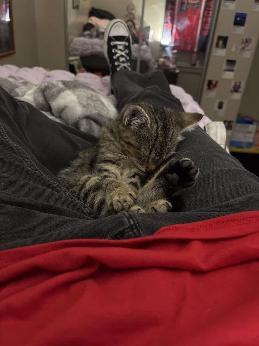Baby kitten for sell image 3