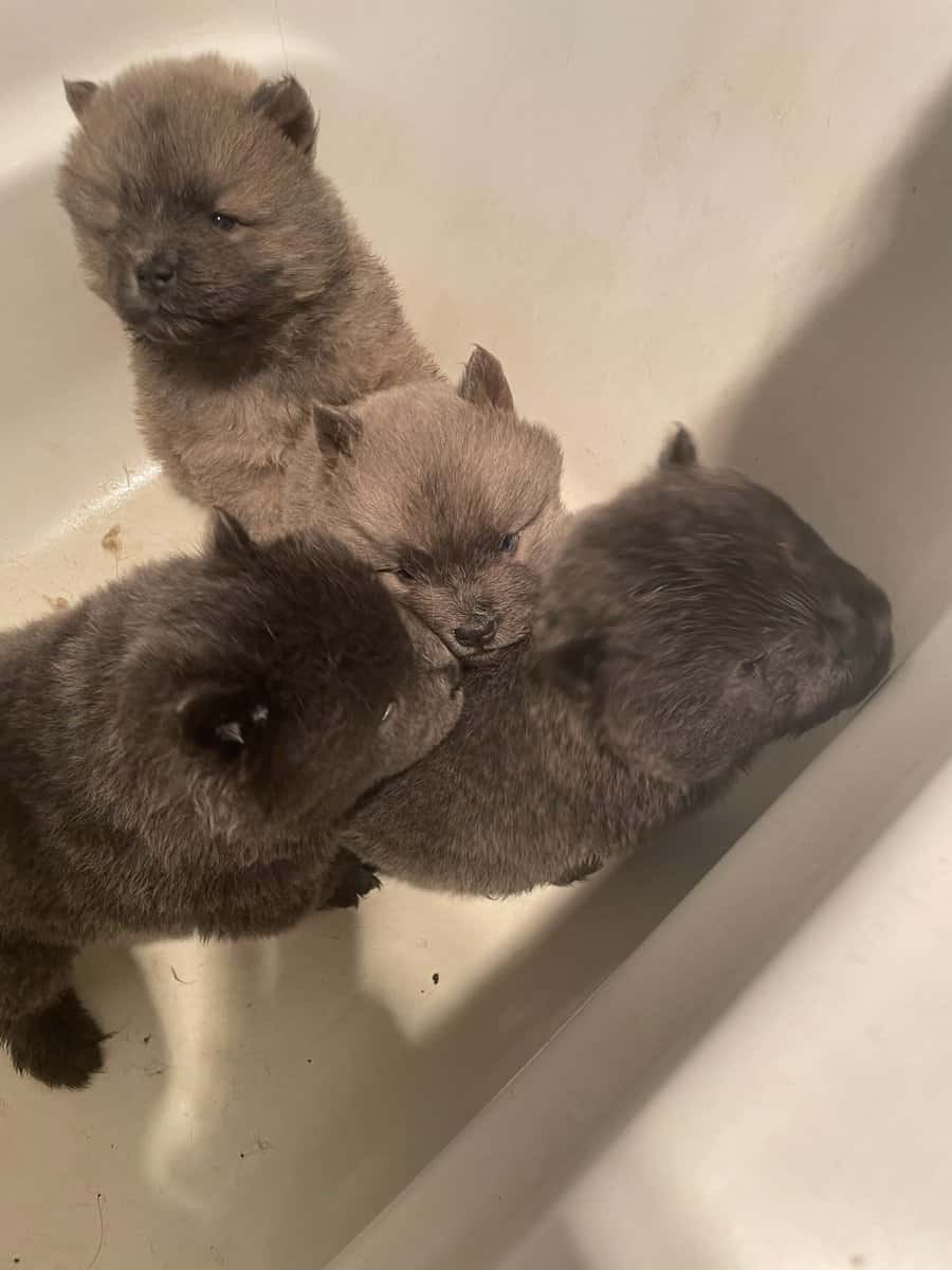 Chow chow puppies image 3