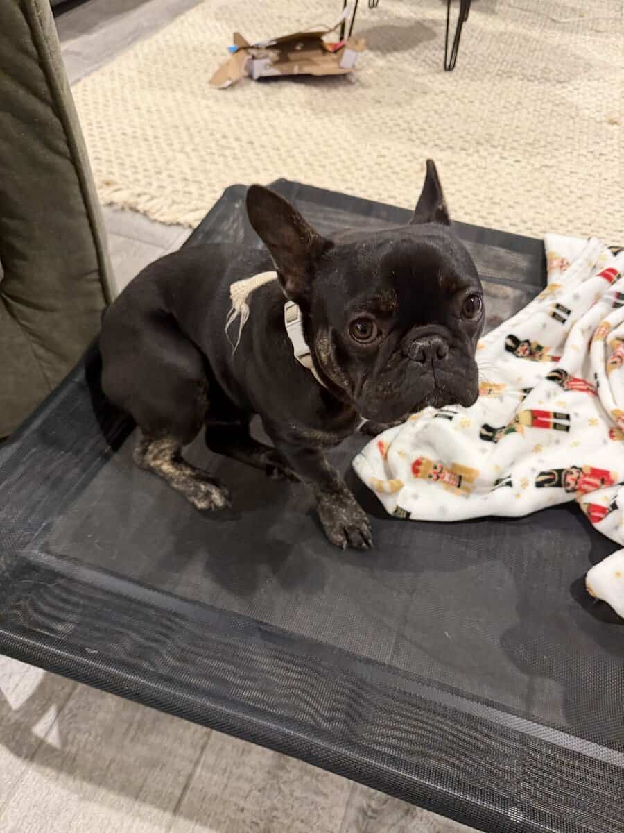 French Bulldog image 3