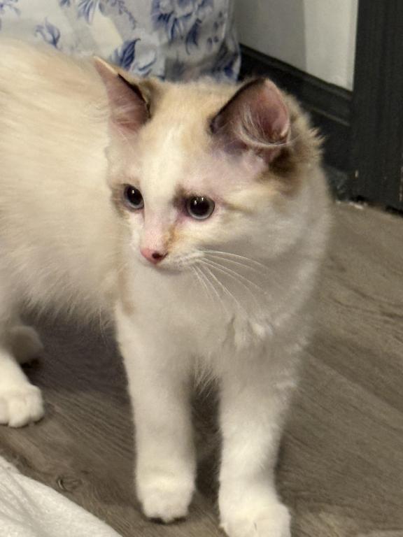 Triplet Ragamuffin Kittens! Ready for a new home image 8