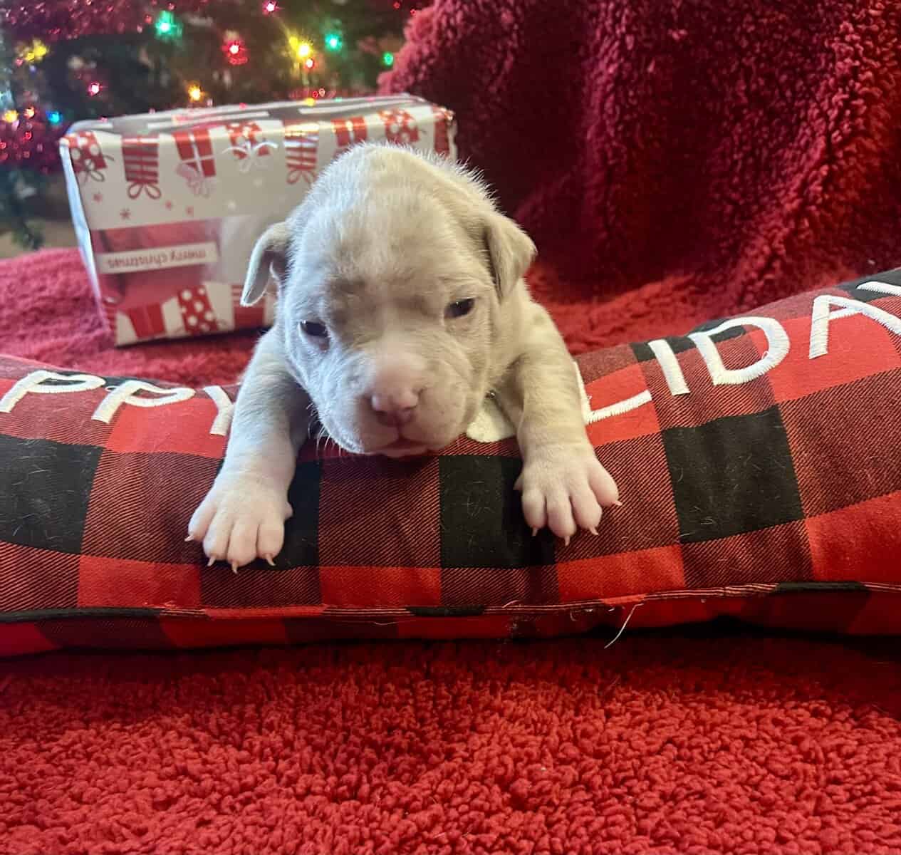 American Bully Puppies For Sale image 10