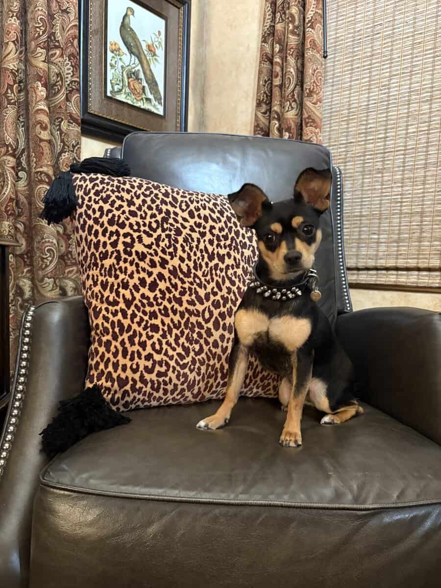 Rehoming Sweet Chihuahua Mix Puppy image 1