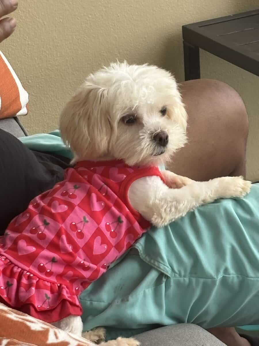 1-Year-Old Shih Tzu / Maltese Mix – Sweet, Loving, image 5
