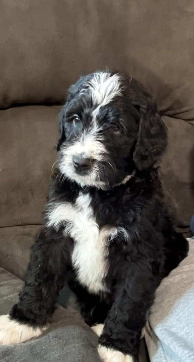 Bernedoodle Pups For Sale image 8