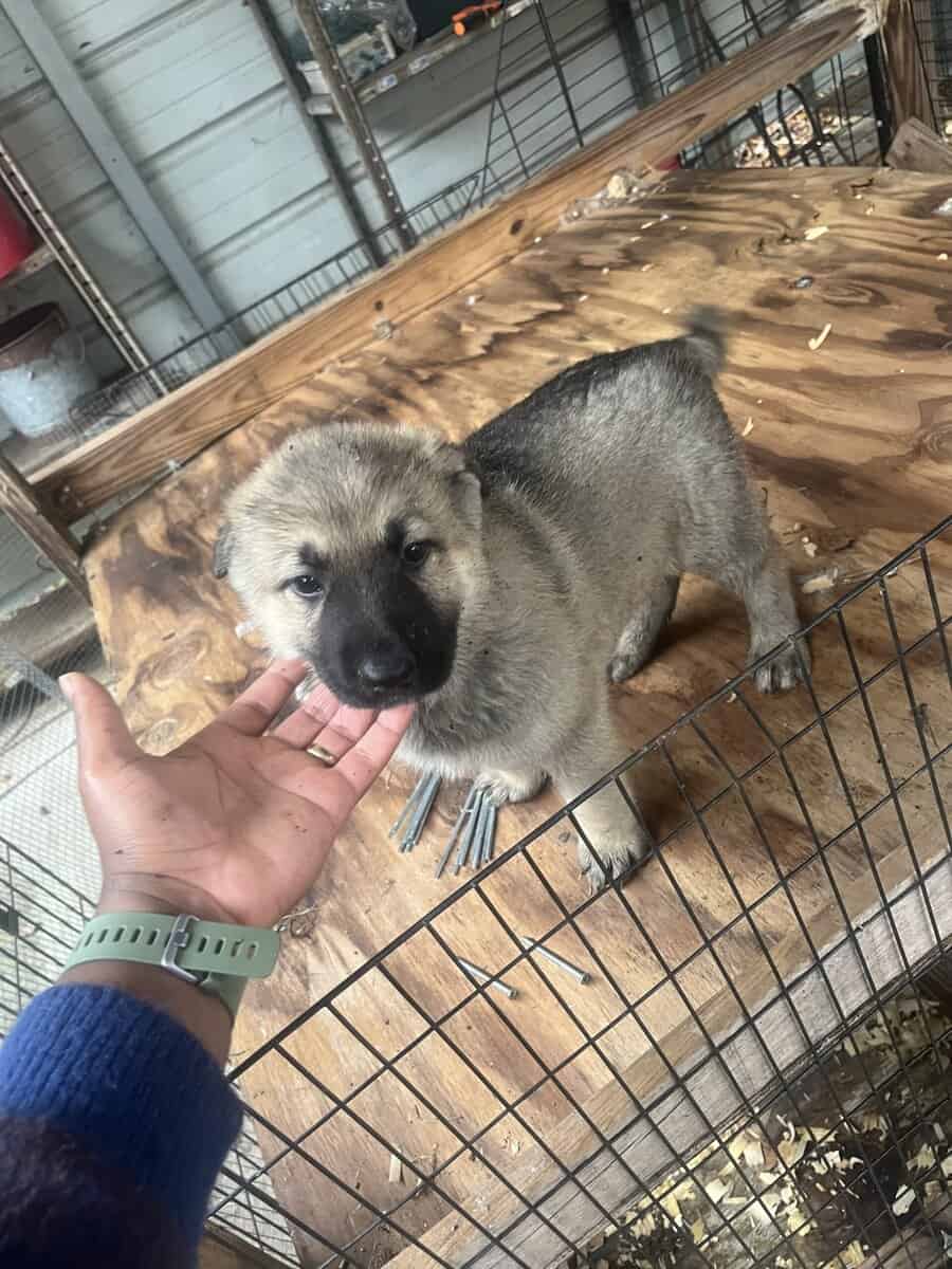 German Shepherd Puppies image 4