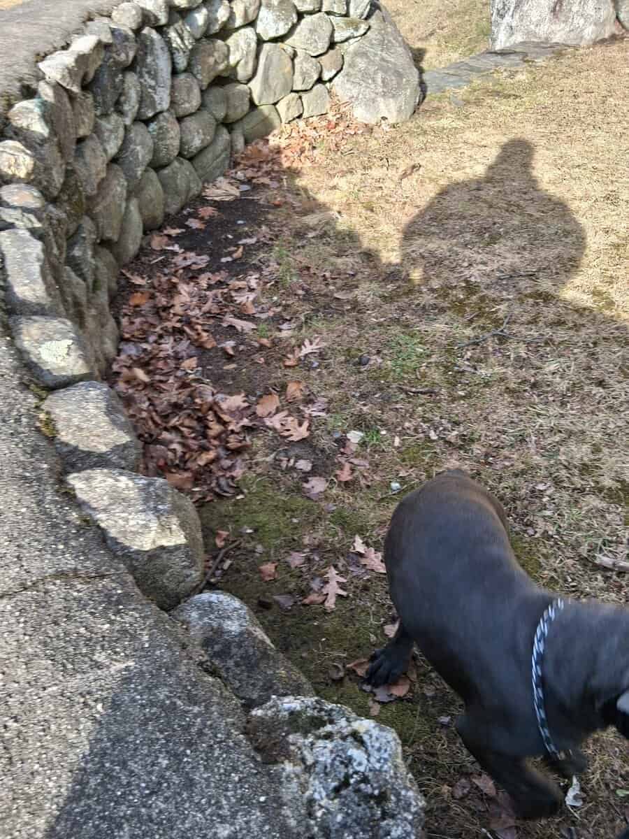 Beautiful Female Cane Corso Puppy image 8