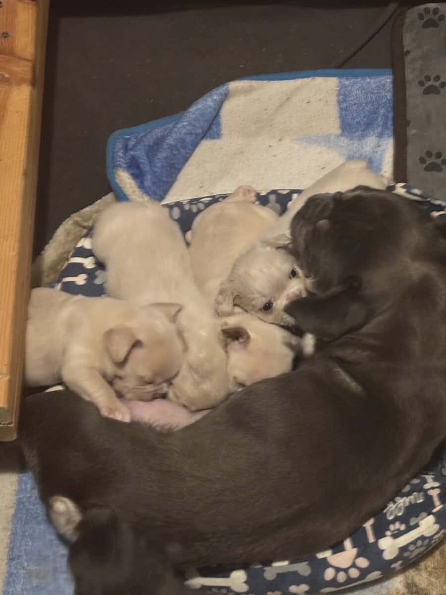 French Bulldog Puppies image 2