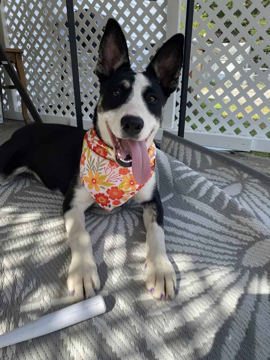 Dog for Adoption! image 1