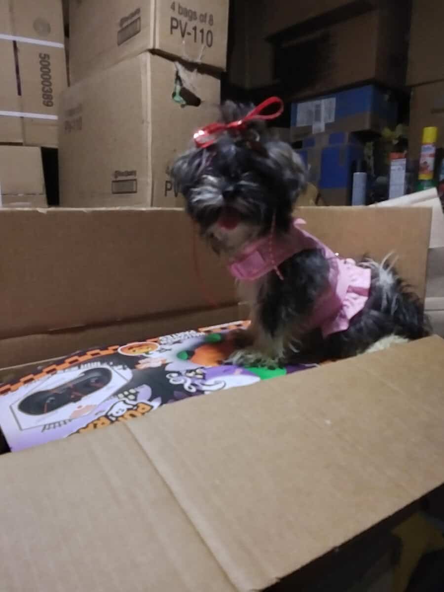 ShihTzu image 4