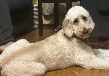 Rehoming 4-Year-Old Goldendoodle