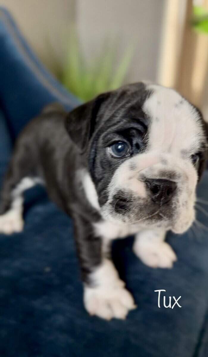 English Bulldog Puppies image 6