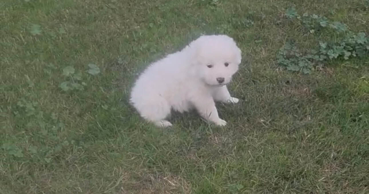 Great Pyrenees image 1