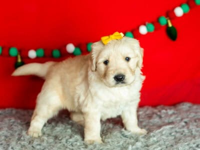 AKC Golden retriever female pup Indiana (Scarlett