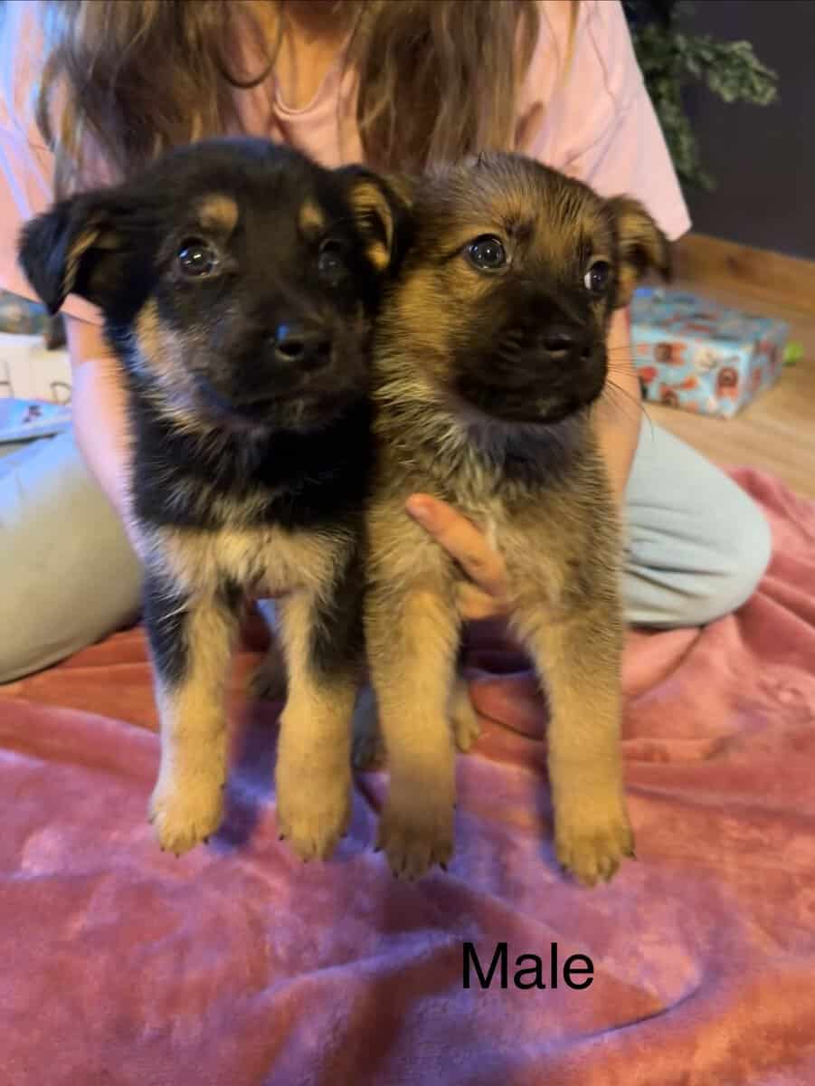 German Shepherd Puppies image 5