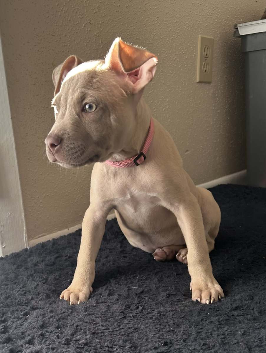 Fawn Female pitbull puppy image 1
