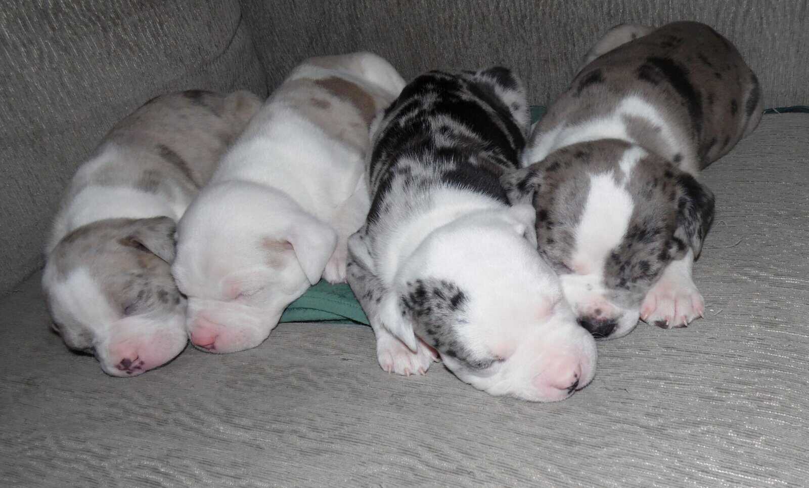 American Pitbull Terrier Mix Puppies image 6
