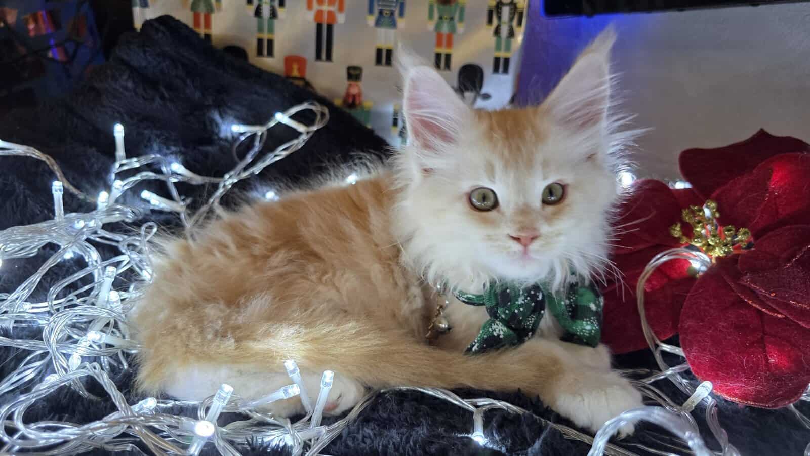 Moonshine- Purebred Maine Coon image 2