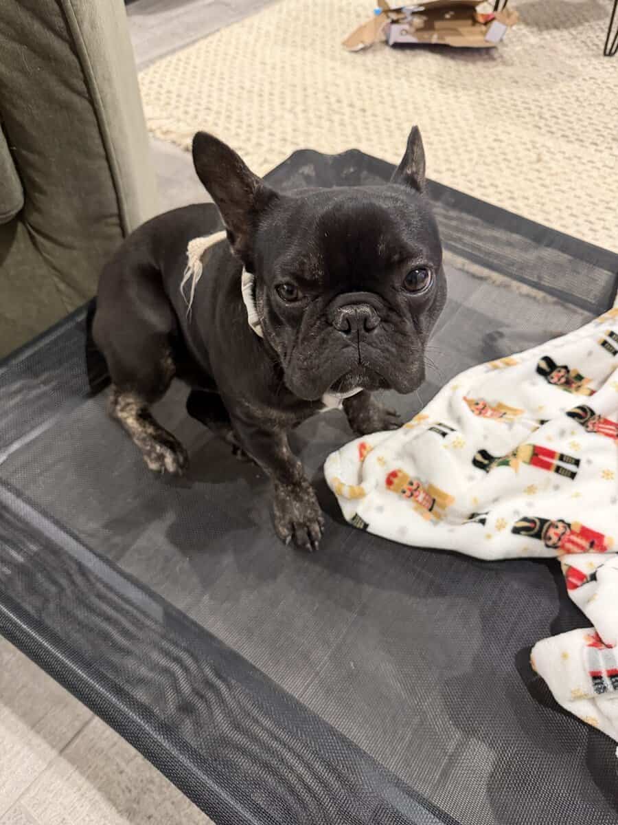 French Bulldog image 2