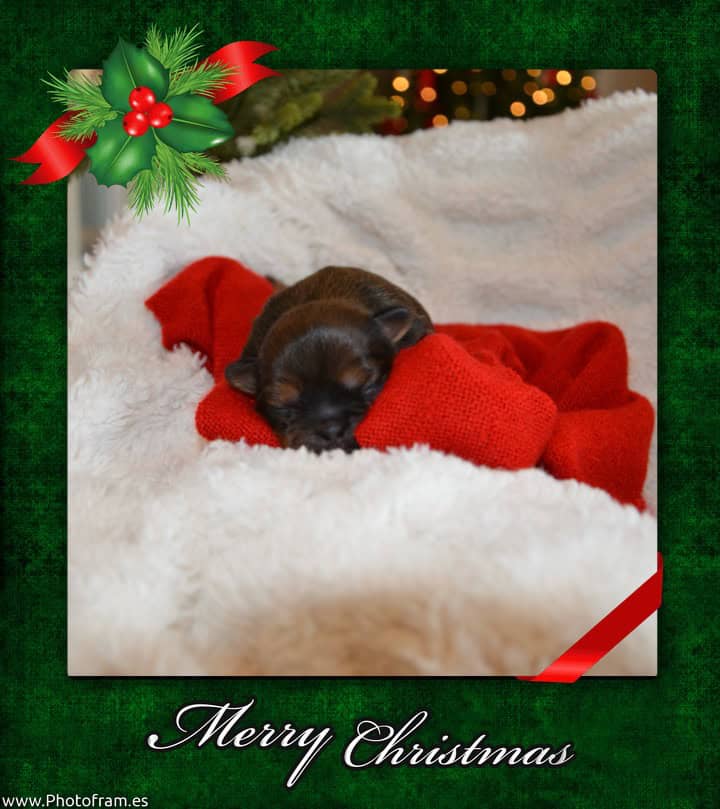 Gorgeous AKC Shih Tzu Puppies image 1