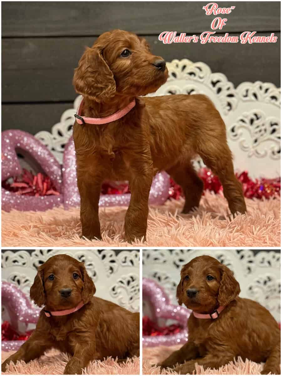 Irish Golden Doodles image 6
