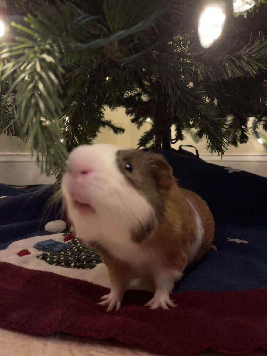 2 Male Guinea Pigs. image 4