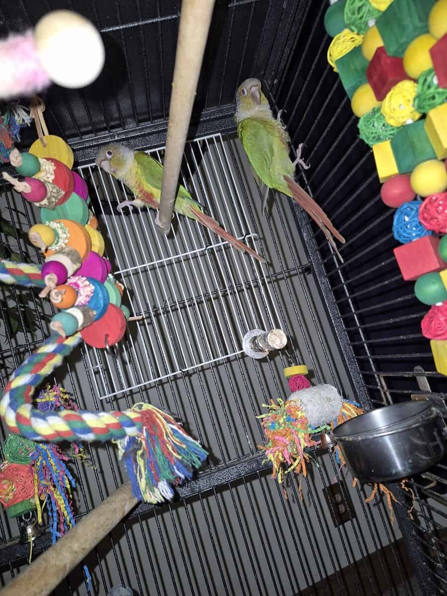 2 bonded female Pineapple Conures image 2