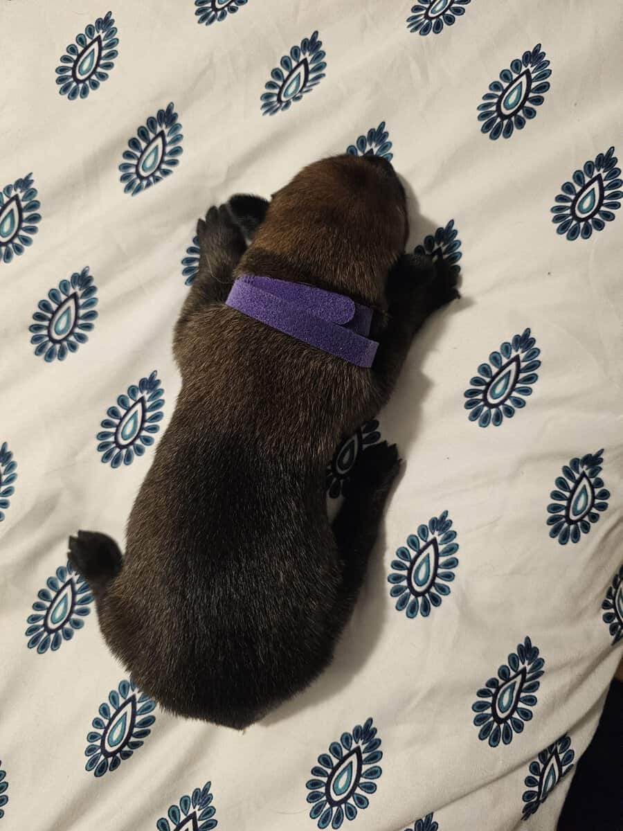 AKC BELGIAN MALINOIS PUPS image 7