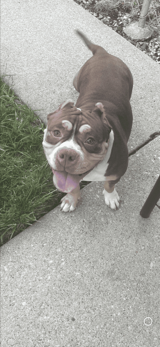 American Bully Female Rehome image 2