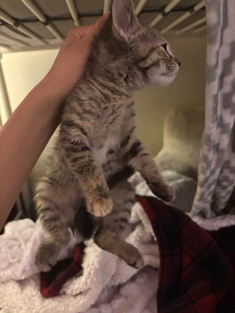 Kitten Tabby image 4