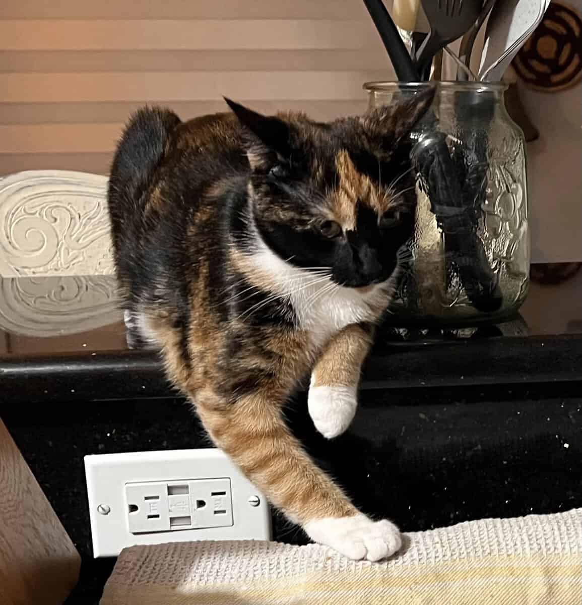 Tortoiseshell Cat image 1