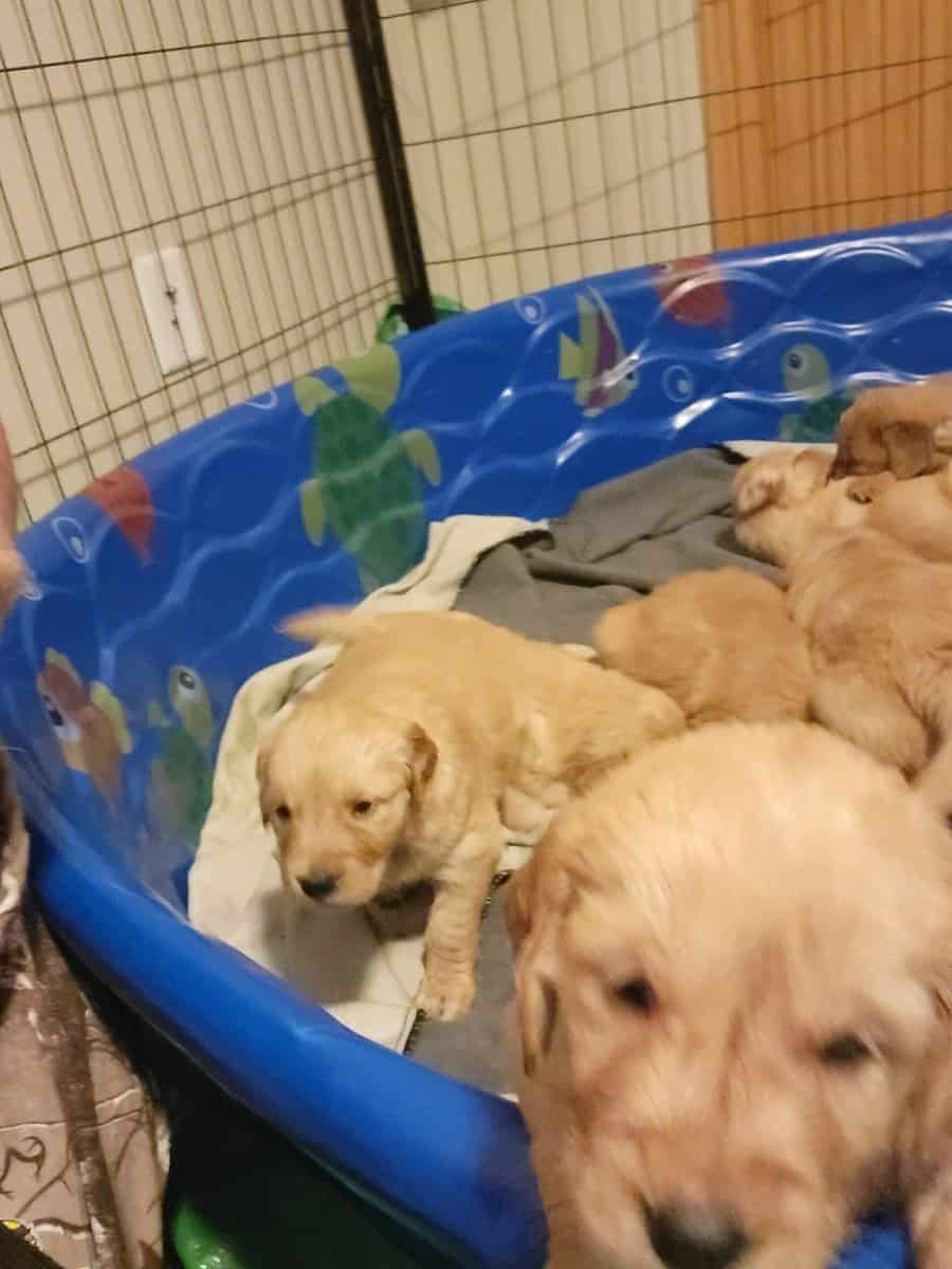 Golden retrievers puppies AKC, JM family pets image 2