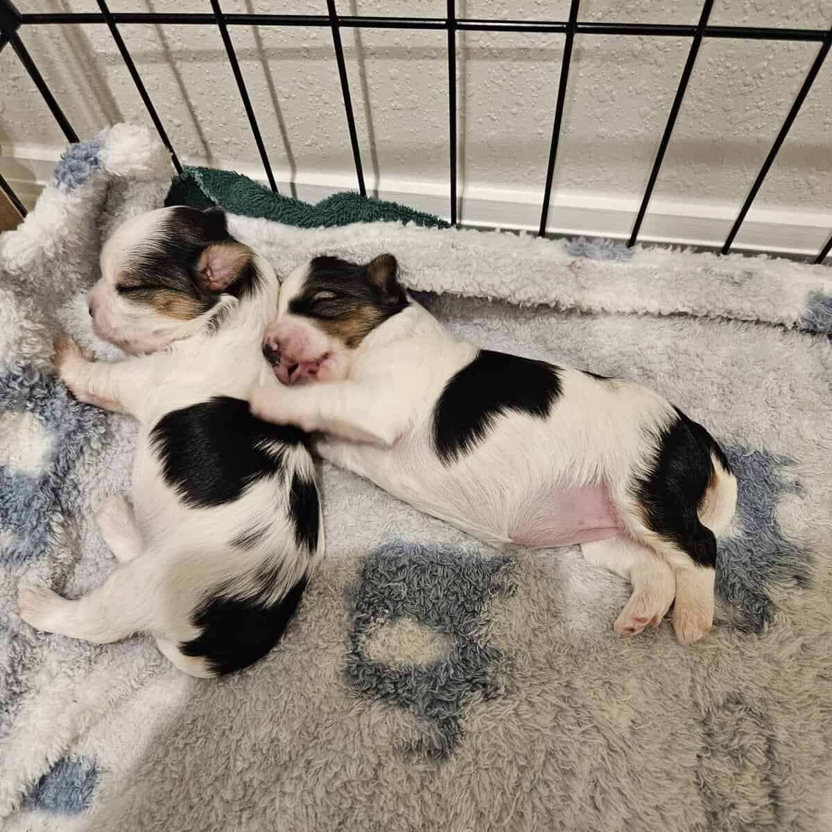 Adorable Female Morkie Puppies – Ready January 12 image 2