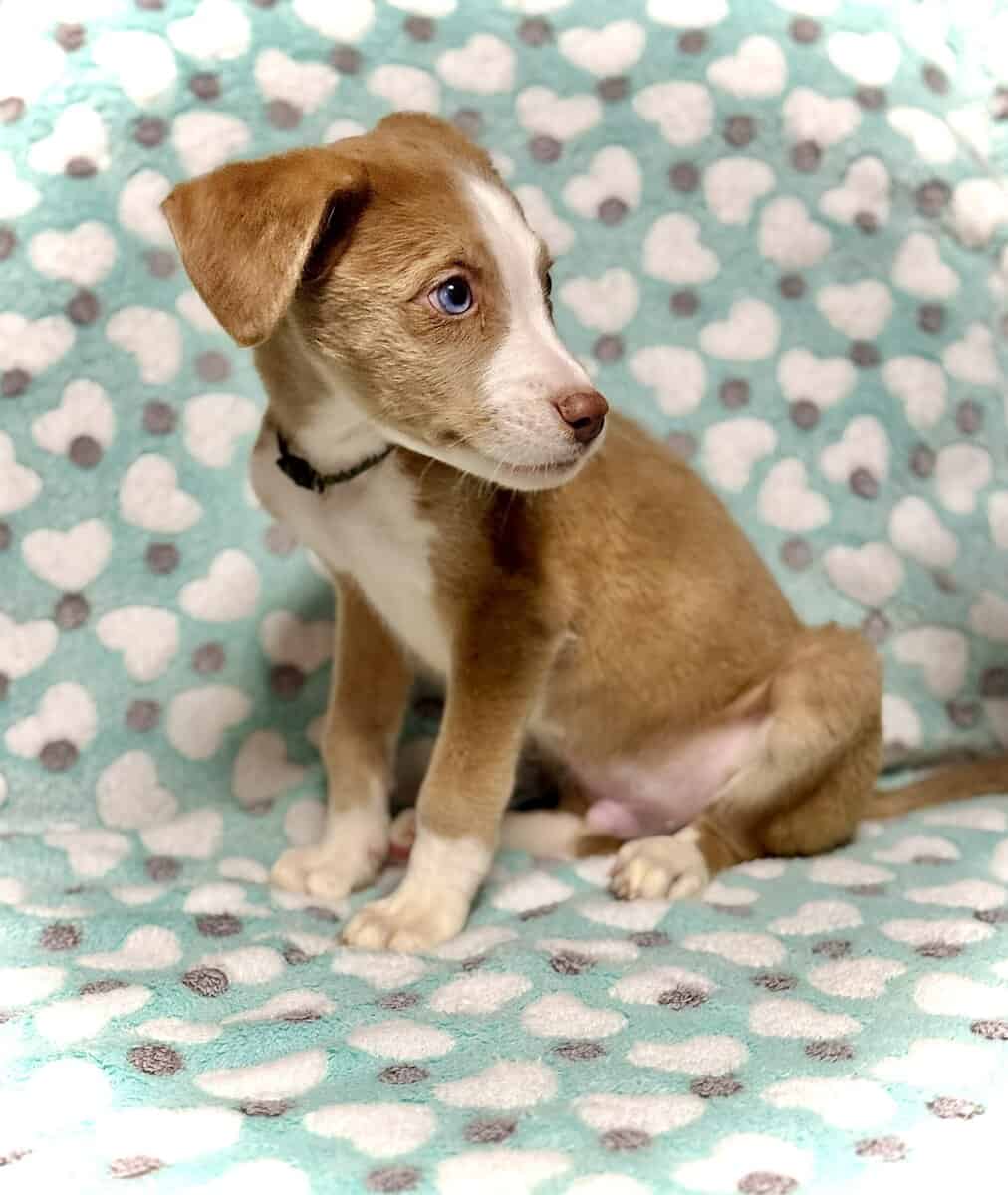 Beautiful Blue-Eyed & Merle Puppies image 6