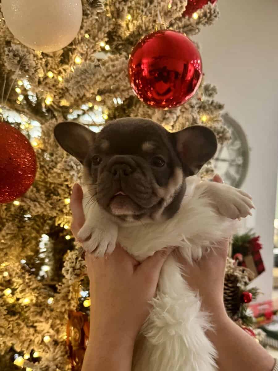 AKC Registered French Bulldog Puppy image 8