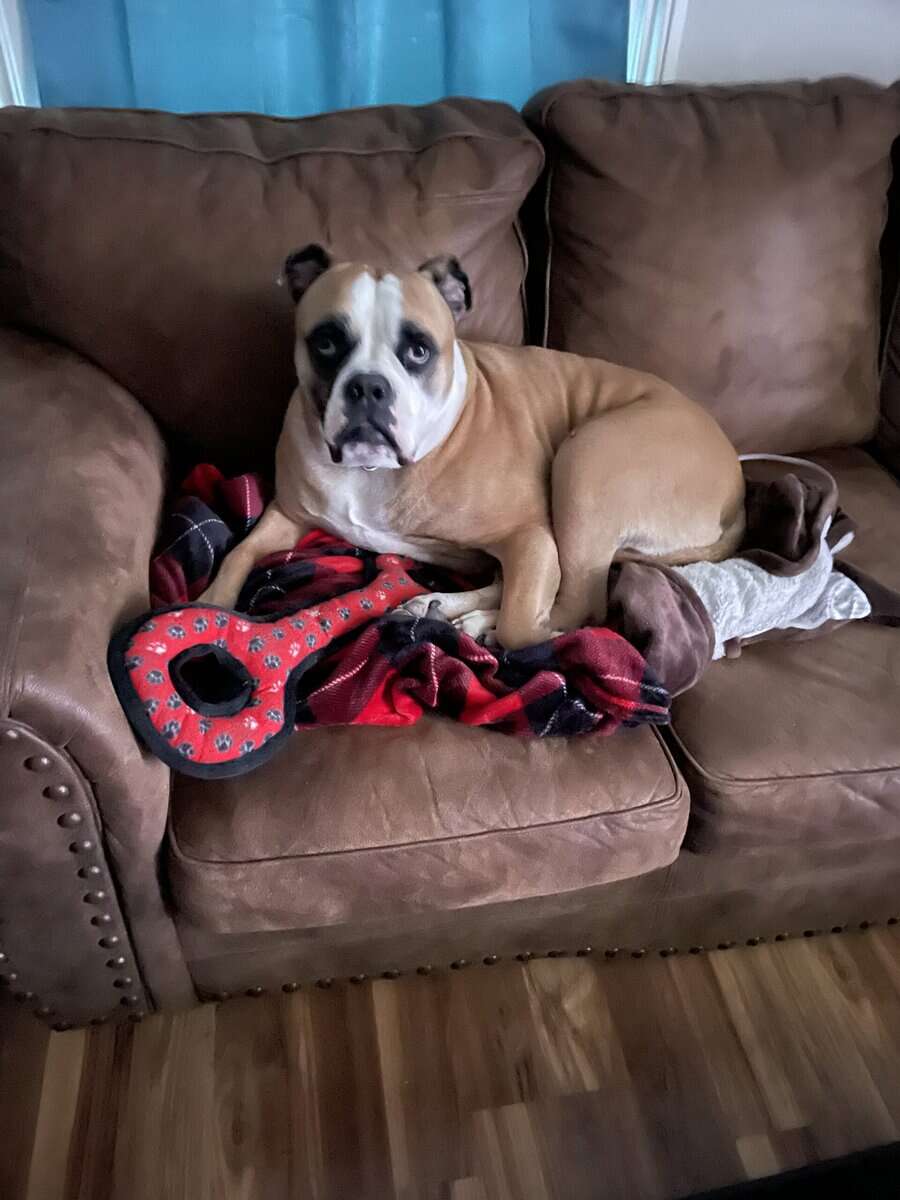 Bruno, American Bulldog image 7