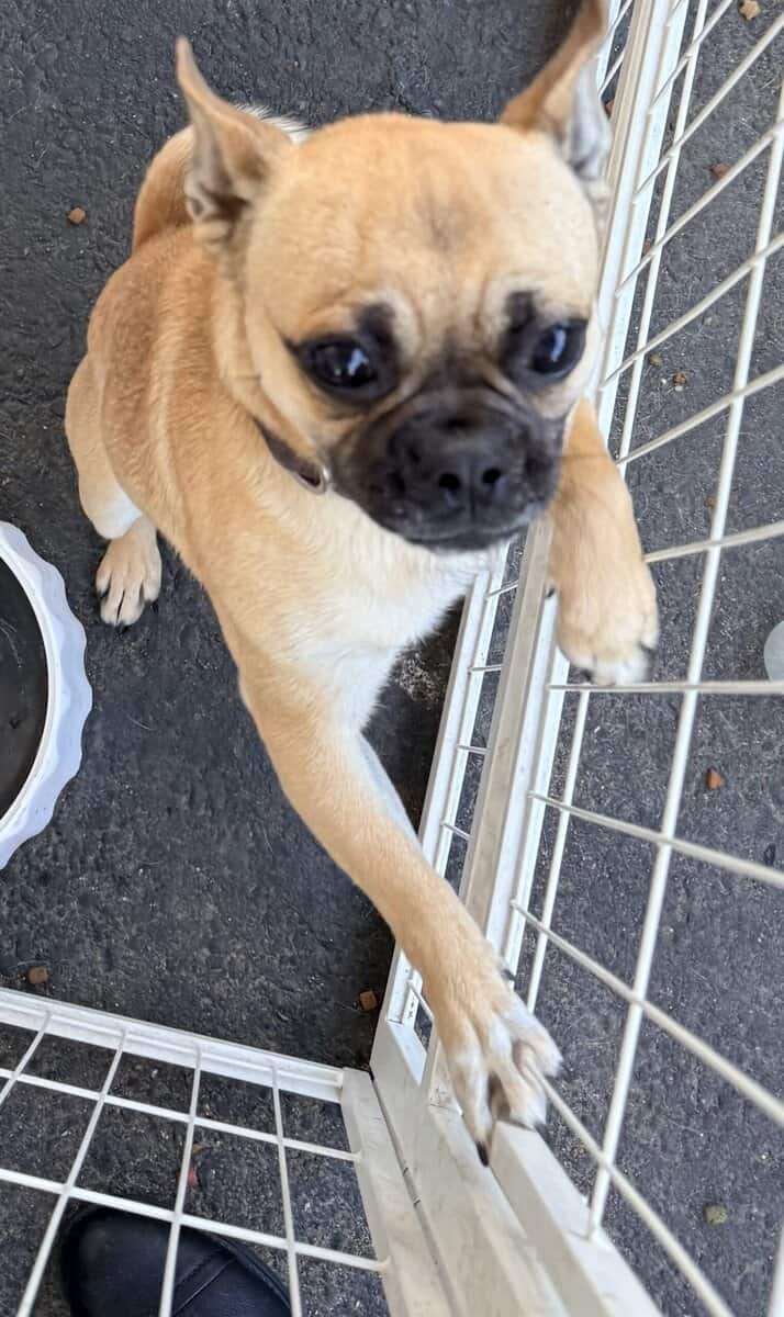 Rehoming my chug pug/chihuahua mix image 2