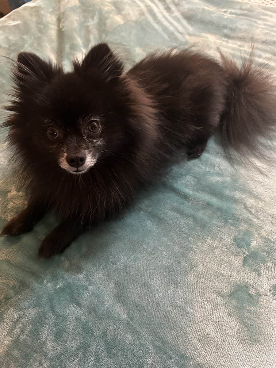 Pomeranian image 9