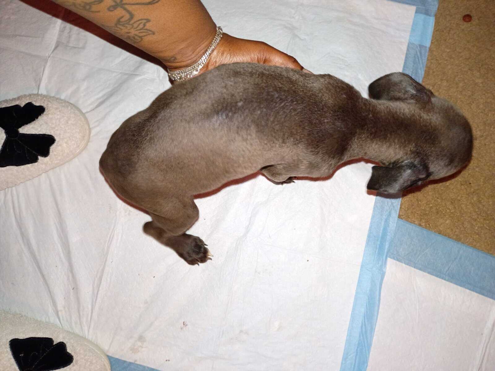 Female Blue Brindle Pitbull Puppy image 2