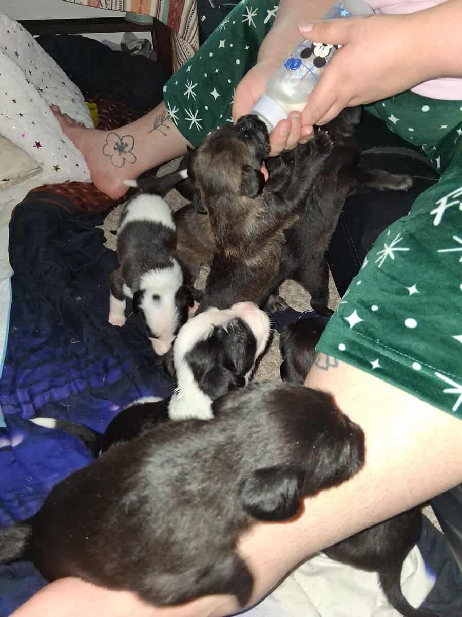 PITOODLE PUPPIES image 13