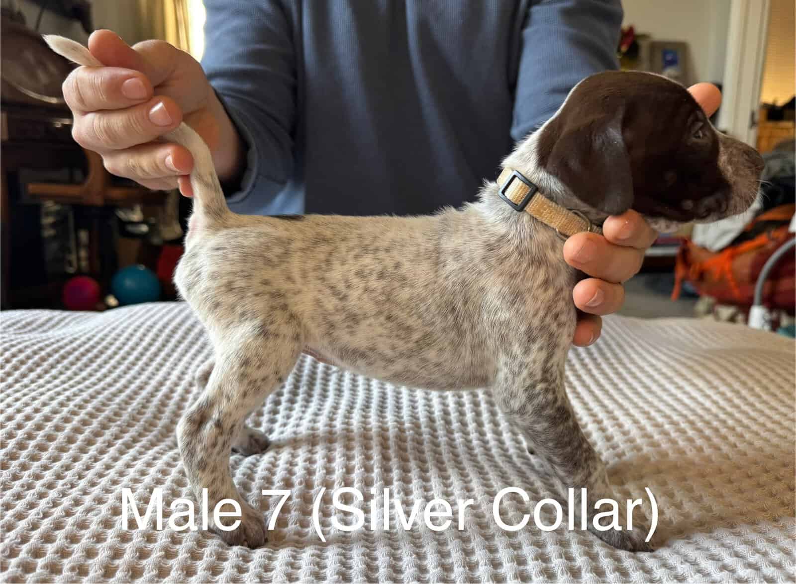 PointerShorthair Pups image 10