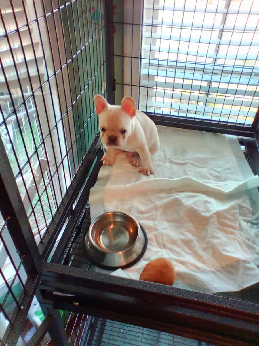 French bull dog image 3