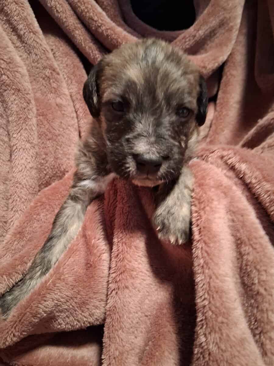 PITOODLE PUPPIES image 7