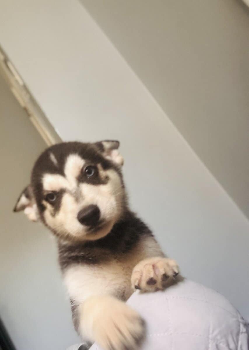 Puppies for sale image 2