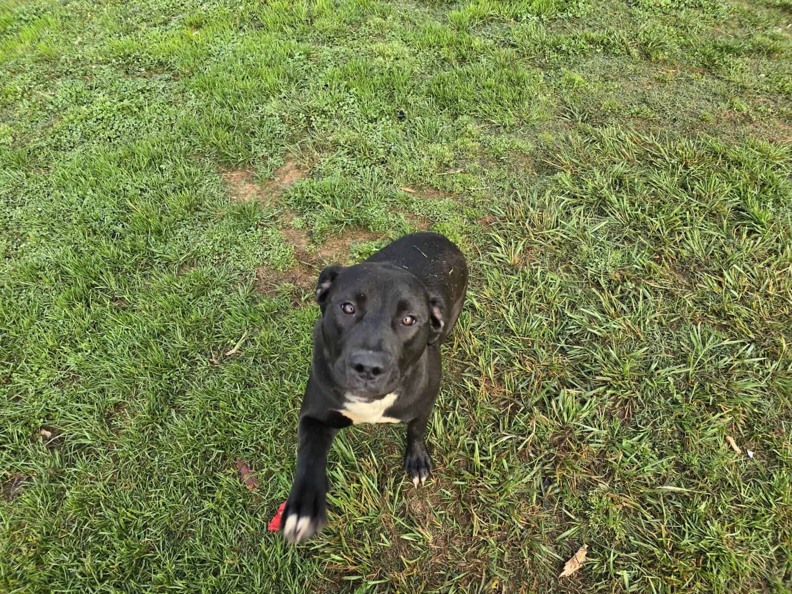 10 young mutts in search of forever homes image 12