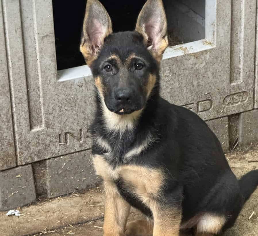 AKC 1 year old German Shepherd. image 1