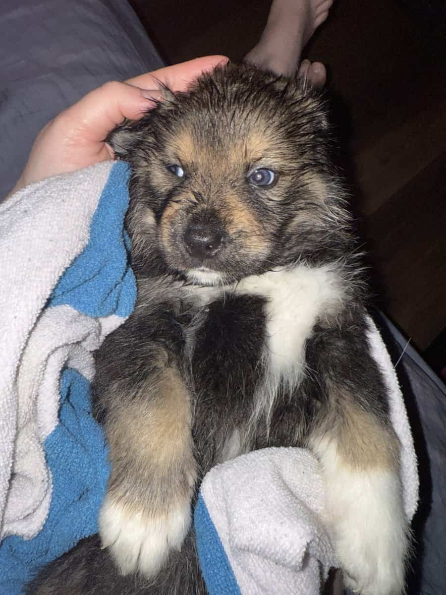 Rot/alaskan husky mix image 1