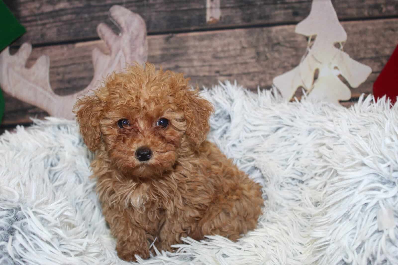 BichonPoo Puppies image 2
