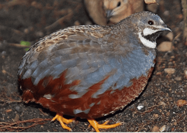 BUTTON QUAIL FOR SALE,,,,ALL COLORS image 6