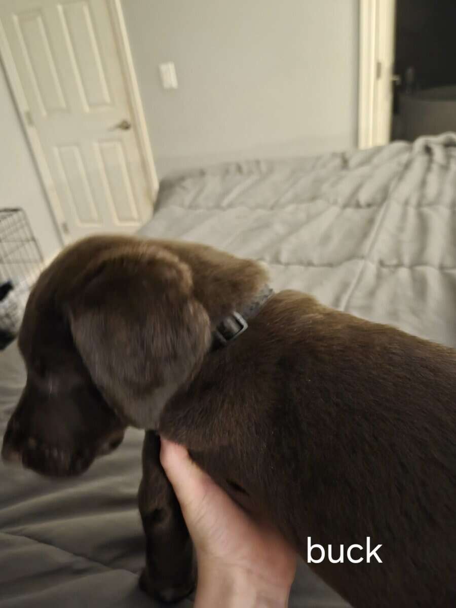 Silver lab /german wired pointer mix image 15