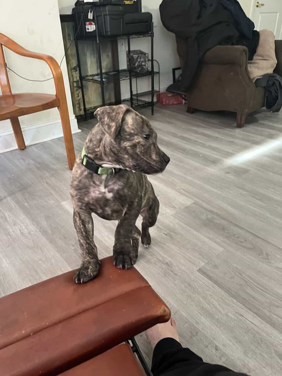Female pitbull puppy for sale image 10
